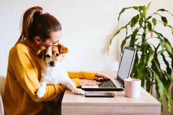 Young woman working on laptop in yellow sweater at home with cute small dog on her lap. at Renaissance Park Apartments, California, 95618